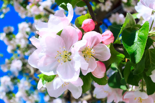 istock Apple branch blossom, close-up macro 950650420