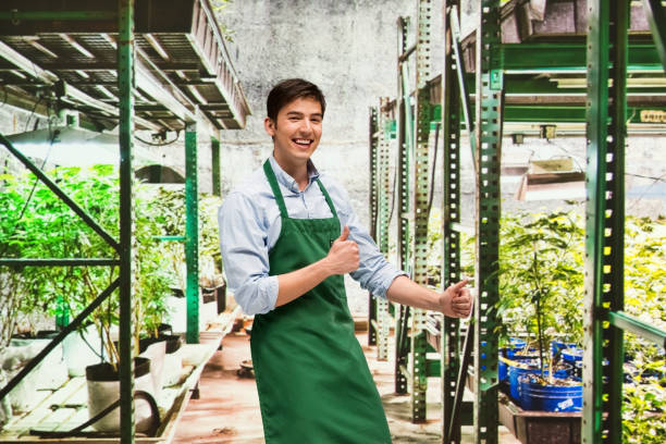 istock Worker is showing off a marijuana business 950650468