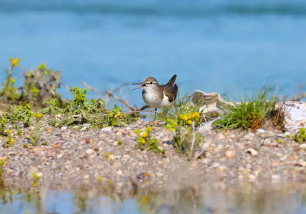 The common sandpiper (Actitis hypoleucos) sits in the sand against the background of blue water and sings the wedding song