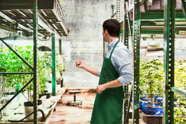 istock Worker is showing off a marijuana business 950655642