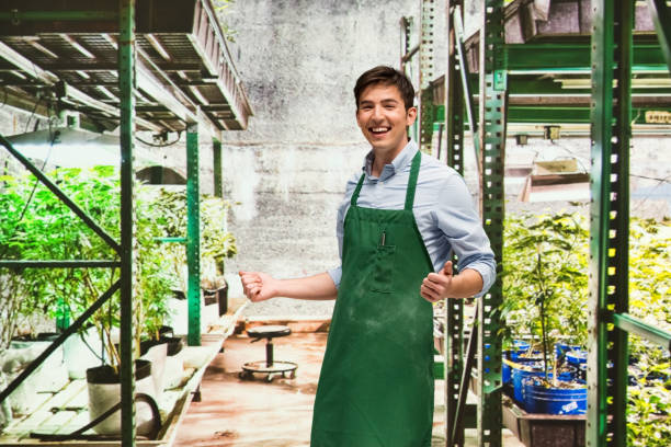 istock Worker is showing off a marijuana business 950655644
