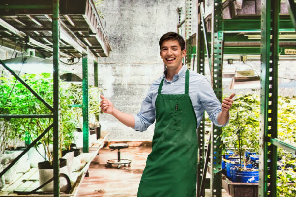 istock Worker is showing off a marijuana business 950655986