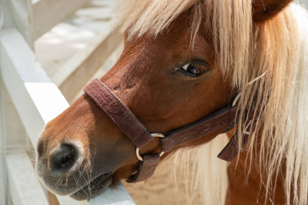 istock Mini dwarf horse in a pasture 950658810