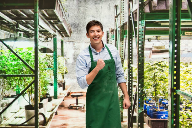 istock Worker is showing off a marijuana business 950658834