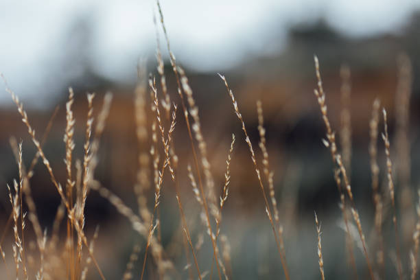 istock Close-Up Of Plants 950659208