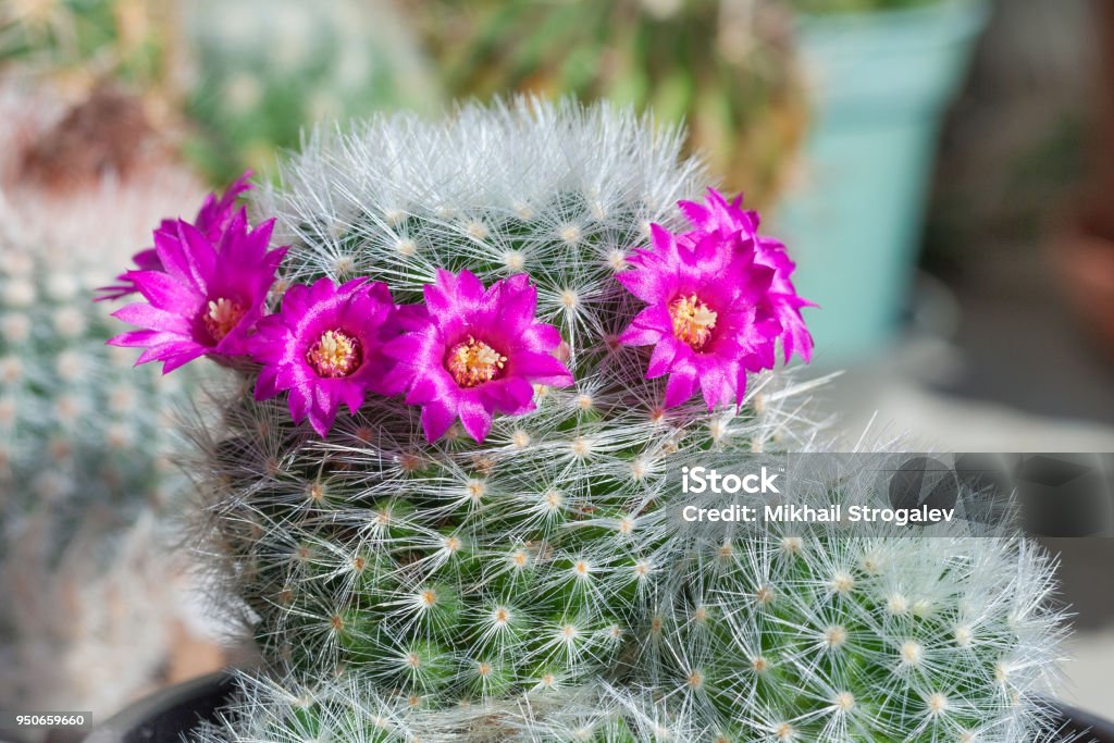 Flores De Color Rosa De La Flor De Cactus Mammillaria Foto de stock y más  banco de imágenes de Afilado - iStock