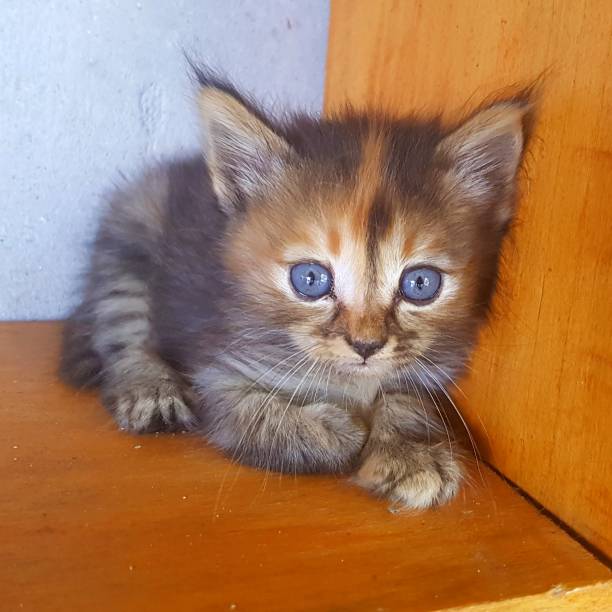 istock Baby cat with blue eyes 950660986
