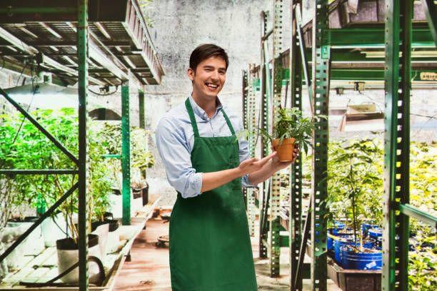 istock Worker is showing off a marijuana business 950661426