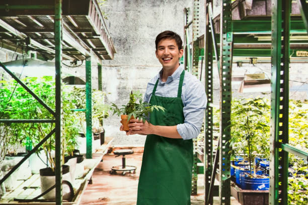 istock Worker is showing off a marijuana business 950663976