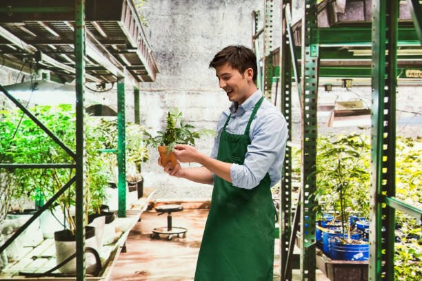 istock Worker is showing off a marijuana business 950664422