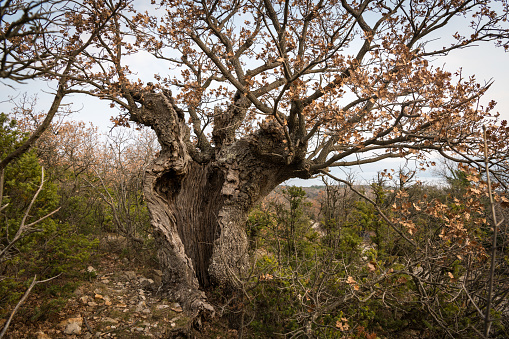An old oak tree with cavities and holes in Croatia (Island Cres) on a cloudy day in spring