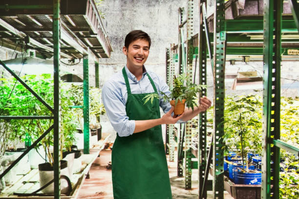 istock Worker is showing off a marijuana business 950665268