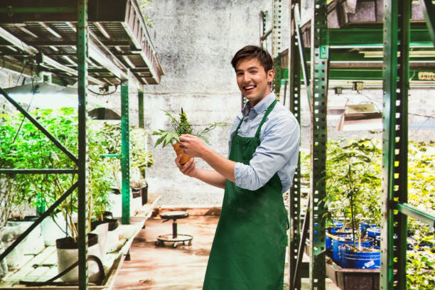 istock Worker is showing off a marijuana business 950665586