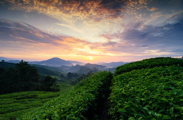 istock Scenic View Of Landscape Against Sky During Sunset 950665816