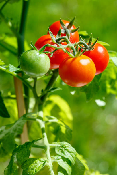 istock Cherry tomatoes on bush in a garden on a summer sunny day. 950666060