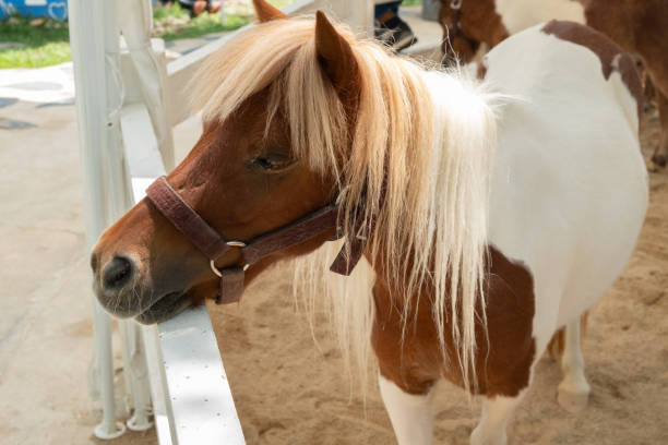 istock Mini dwarf horse in a pasture 950666658