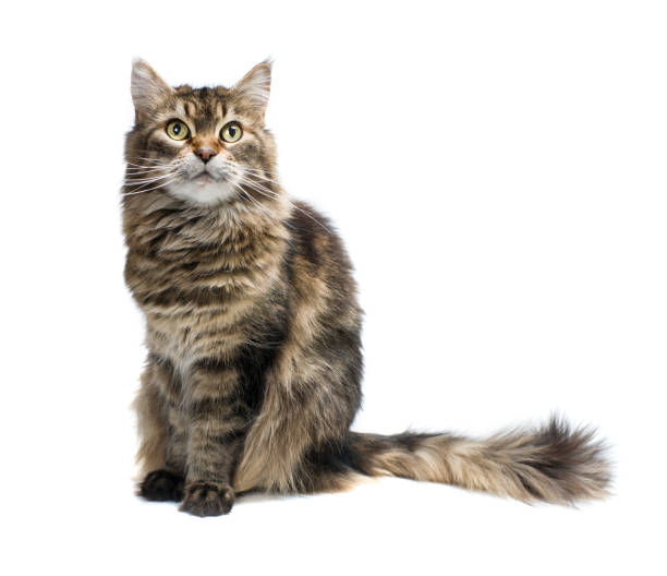 istock Cat sitting in front of a white background 950666906
