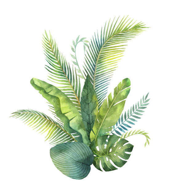 ilustraciones, imágenes clip art, dibujos animados e iconos de stock de ramo de vector acuarela tropical hojas y ramas aislaron sobre fondo blanco. - tropical flowers