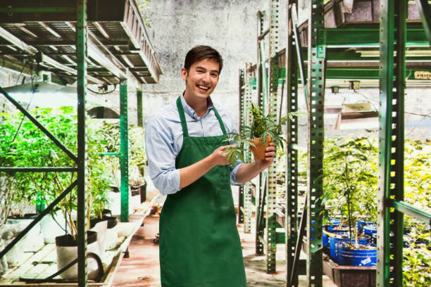 istock Worker is showing off a marijuana business 950670106
