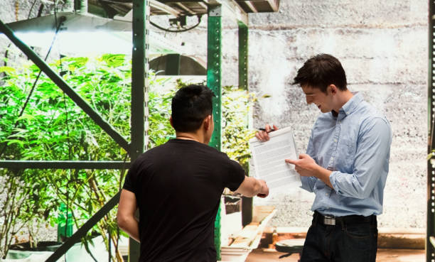 istock Customer buying legal marijuana 950670434