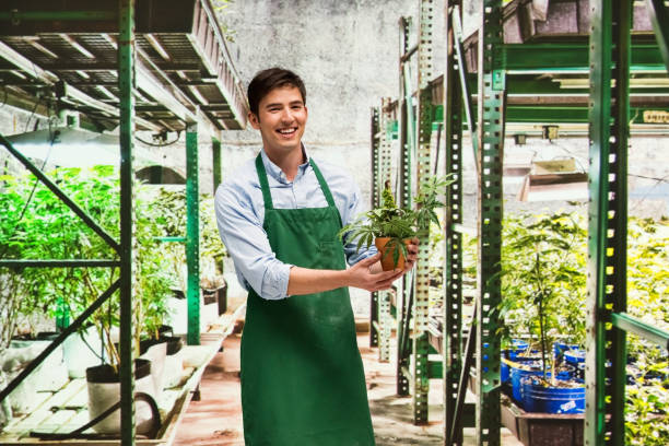 istock Worker is showing off a marijuana business 950670724