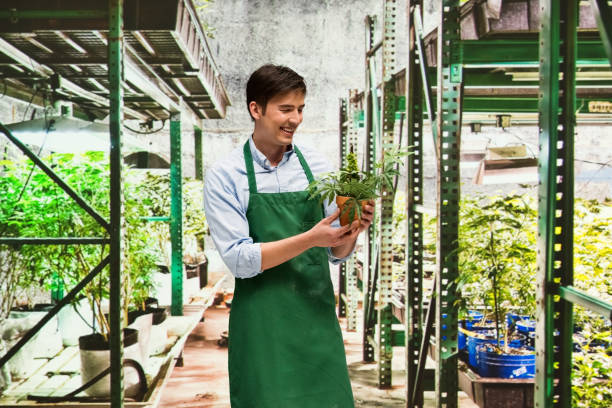 istock Worker is showing off a marijuana business 950670868