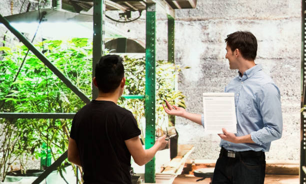 istock Customer buying legal marijuana 950670980