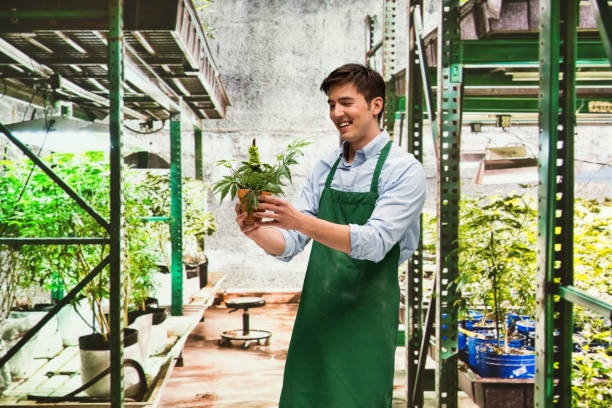 istock Worker is showing off a marijuana business 950671566