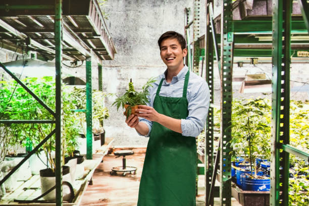 istock Worker is showing off a marijuana business 950672220