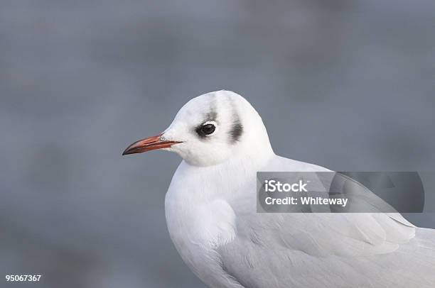 Blackheaded Gull Larus Ridibundus Nahaufnahme Stockfoto und mehr Bilder von Farbbild - Farbbild, Fotografie, Gemütlich