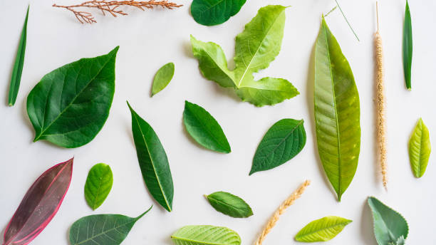 istock Creative layout made of green leaves, Nature concept, Creative flatlay 950675990