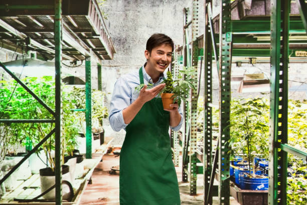 istock Worker is showing off a marijuana business 950675992