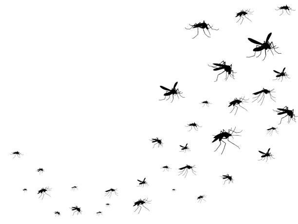 ilustraciones, imágenes clip art, dibujos animados e iconos de stock de vuelan los mosquitos silueta negra aislado. multitud de insectos en el aire. virus y enfermedades concepto vector médico - mosca insecto ilustraciones