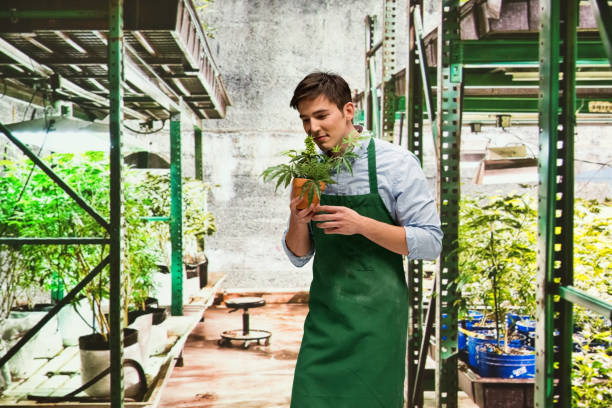istock Worker is showing off a marijuana business 950676476