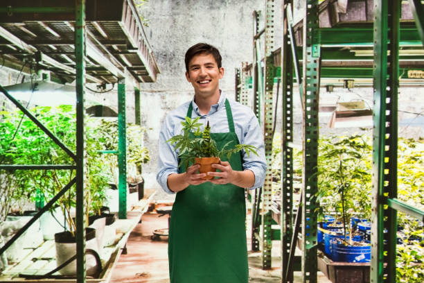 istock Worker is showing off a marijuana business 950676572