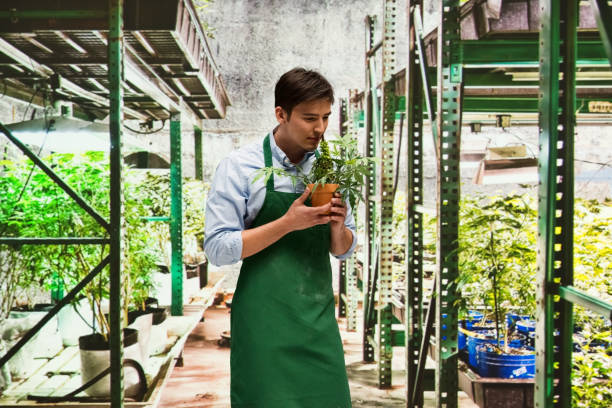 istock Worker is showing off a marijuana business 950679380