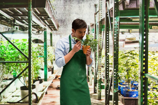 istock Worker is showing off a marijuana business 950679500
