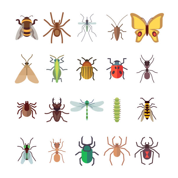 ilustraciones, imágenes clip art, dibujos animados e iconos de stock de conjunto de iconos insectos plana. mariposa, libélulas, arañas, hormigas aisladas sobre fondo blanco - lady bird beetle