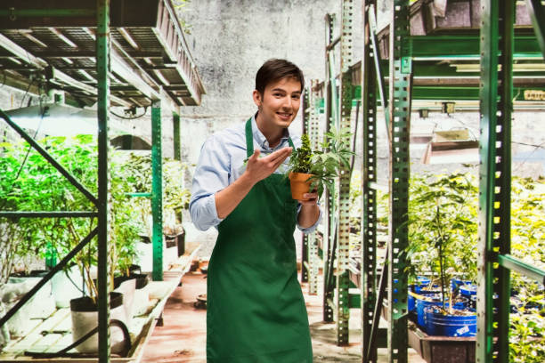 istock Worker is showing off a marijuana business 950680518
