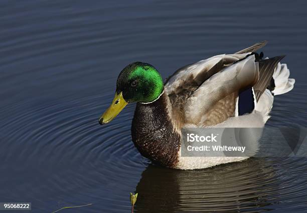 Metálico Mallard Drake Iridiscente Pato Foto de stock y más banco de imágenes de Agua - Agua, Animal macho, Color - Tipo de imagen