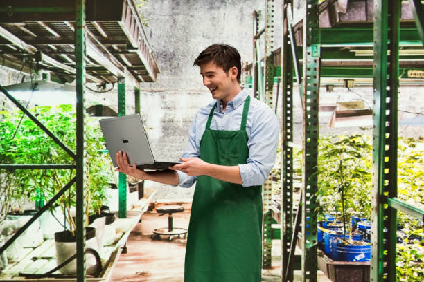 Worker is showing off a marijuana business