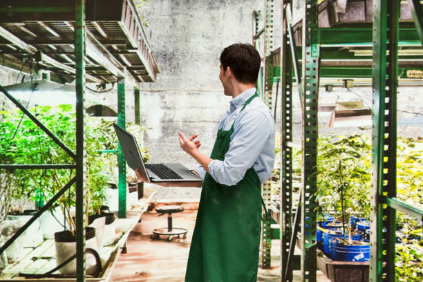istock Worker is showing off a marijuana business 950683328