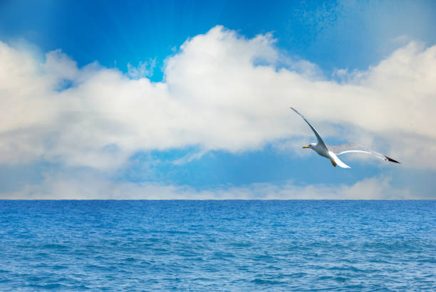 istock Nature seascape with seagull in blue sky 950683610