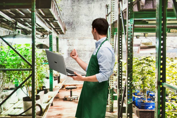 istock Worker is showing off a marijuana business 950684066