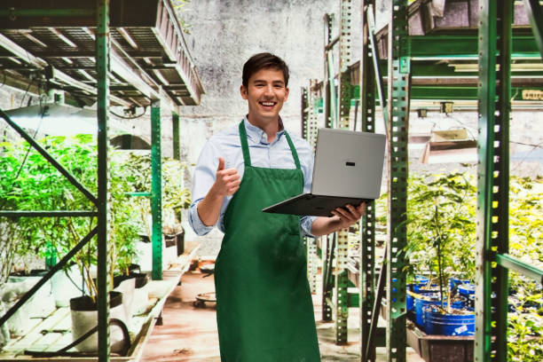 istock Worker is showing off a marijuana business 950684736