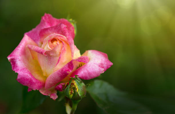 istock Macro shot of a pink white rose and sunlight 950687478