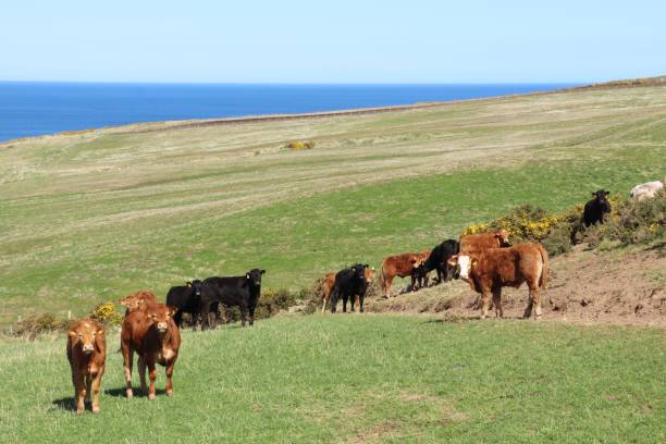 istock Herd of beef cattle in field 950687890