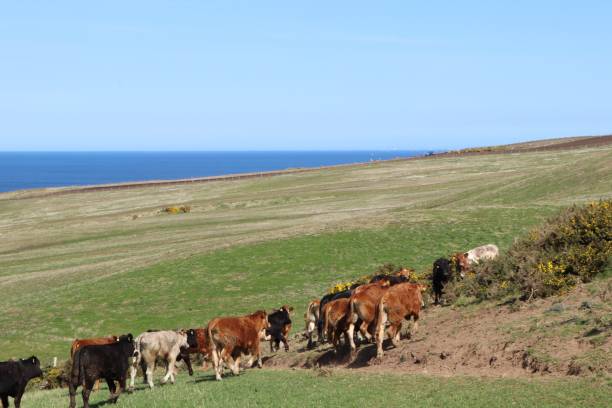 istock Herd of beef cattle in field 950687900