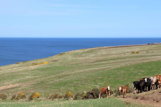 istock Herd of beef cattle in field 950687928