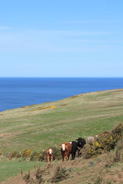 istock Herd of beef cattle in field 950687948